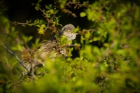 Penice vlasska - Sylvia nisoria - Barred Warbler 5184